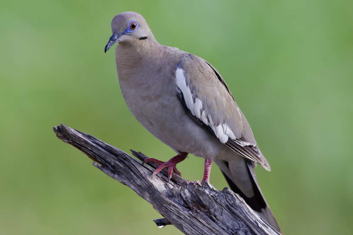 White-winged Dove - ML638947492