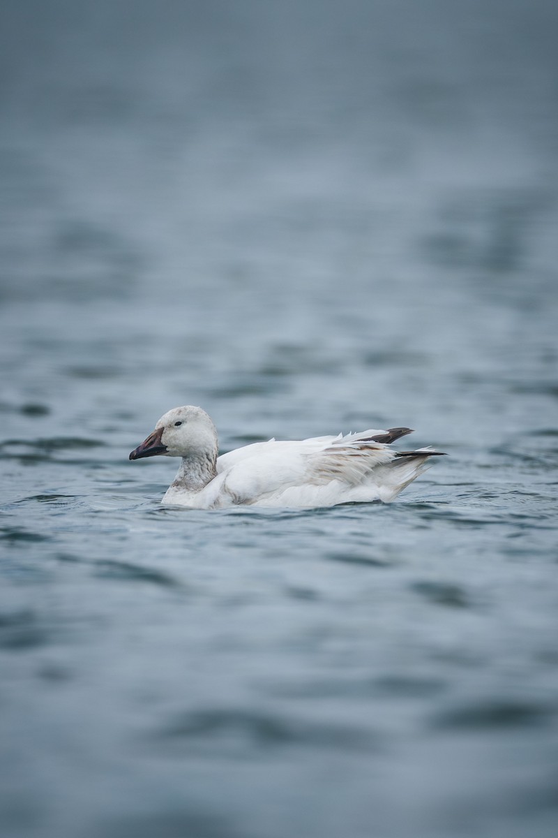 Snow Goose - ML638947494