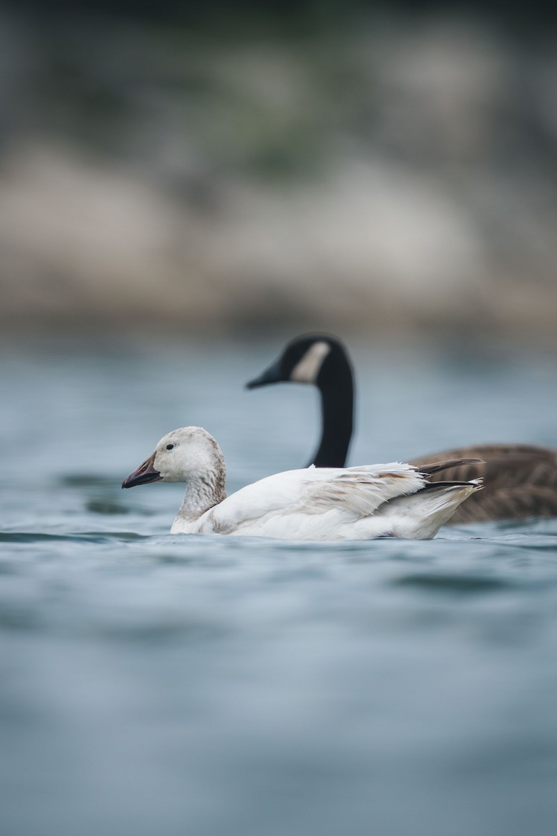 Snow Goose - ML638947495