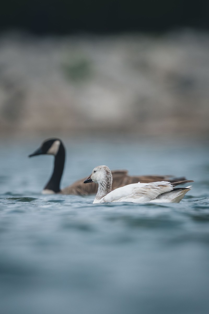 Snow Goose - ML638947496