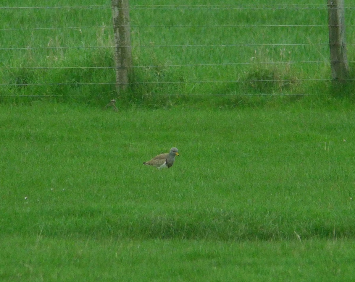 Gray-headed Lapwing - ML638947505