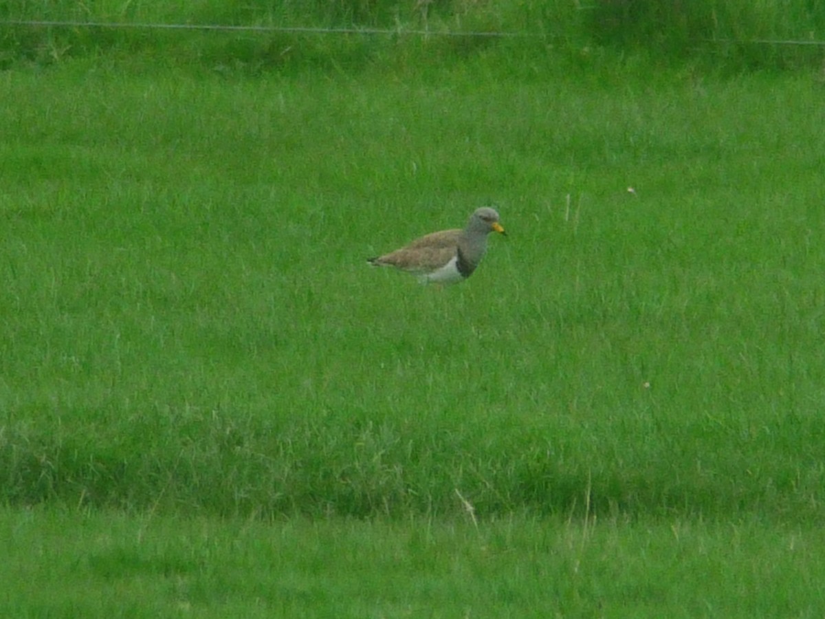 Gray-headed Lapwing - ML638947506