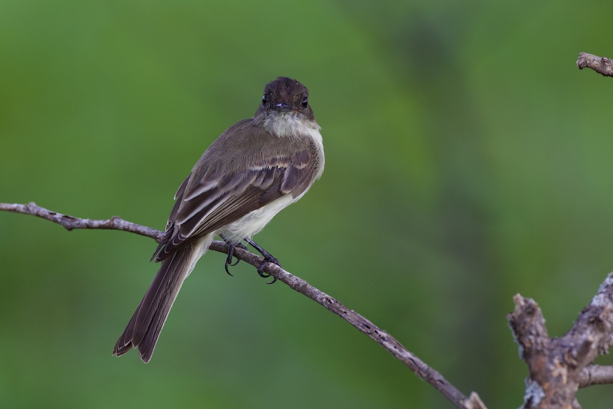 Eastern Phoebe - ML638947515