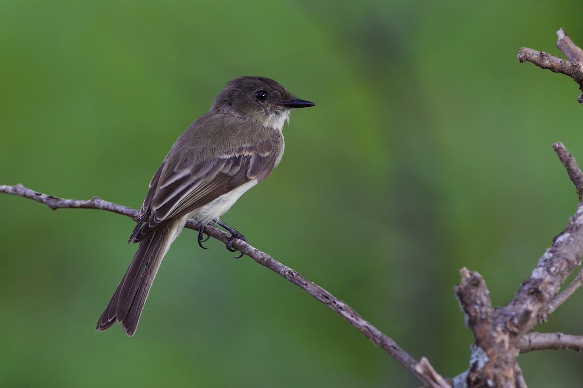 Eastern Phoebe - ML638947516