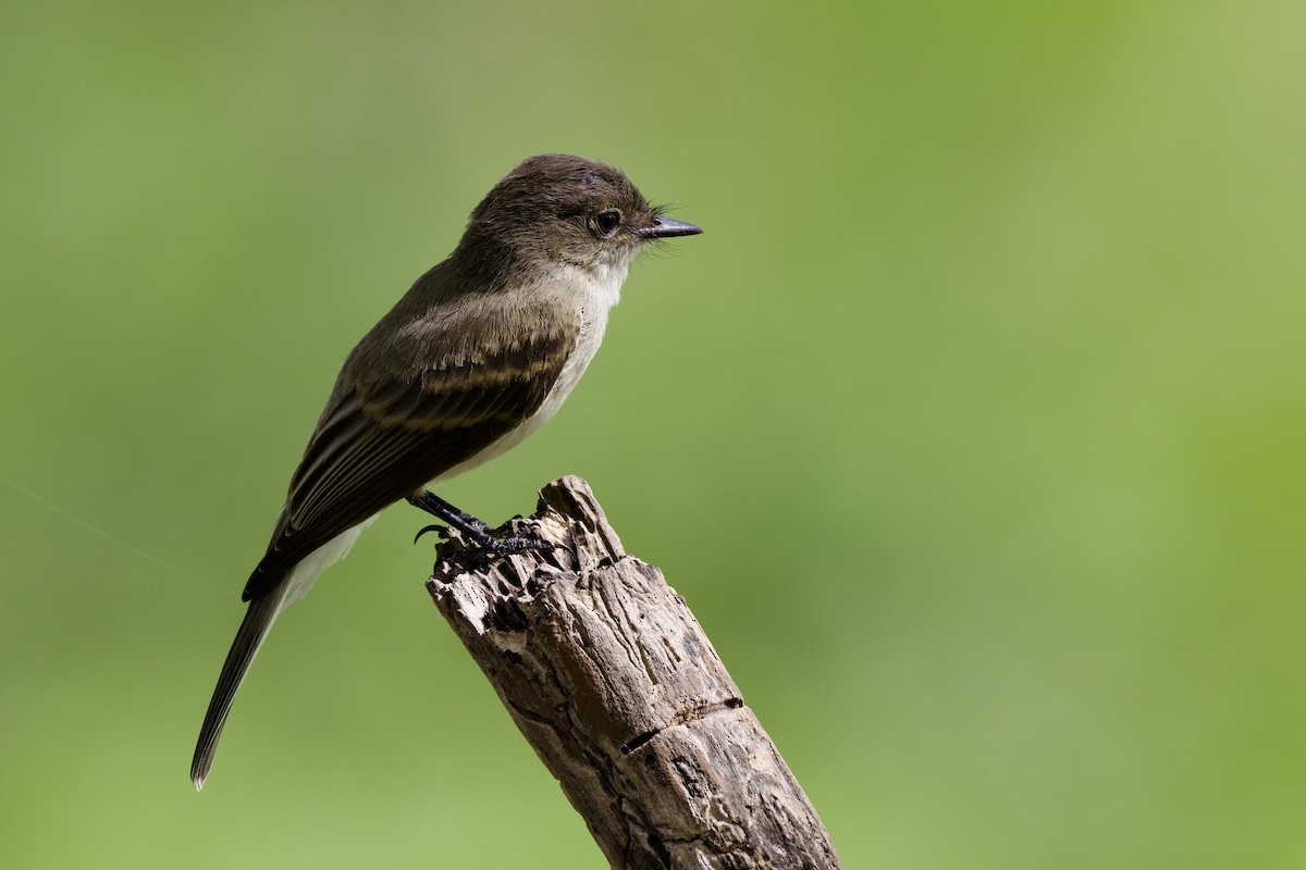 Eastern Phoebe - ML638947517