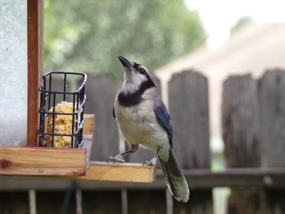 Blue Jay - ML638947518