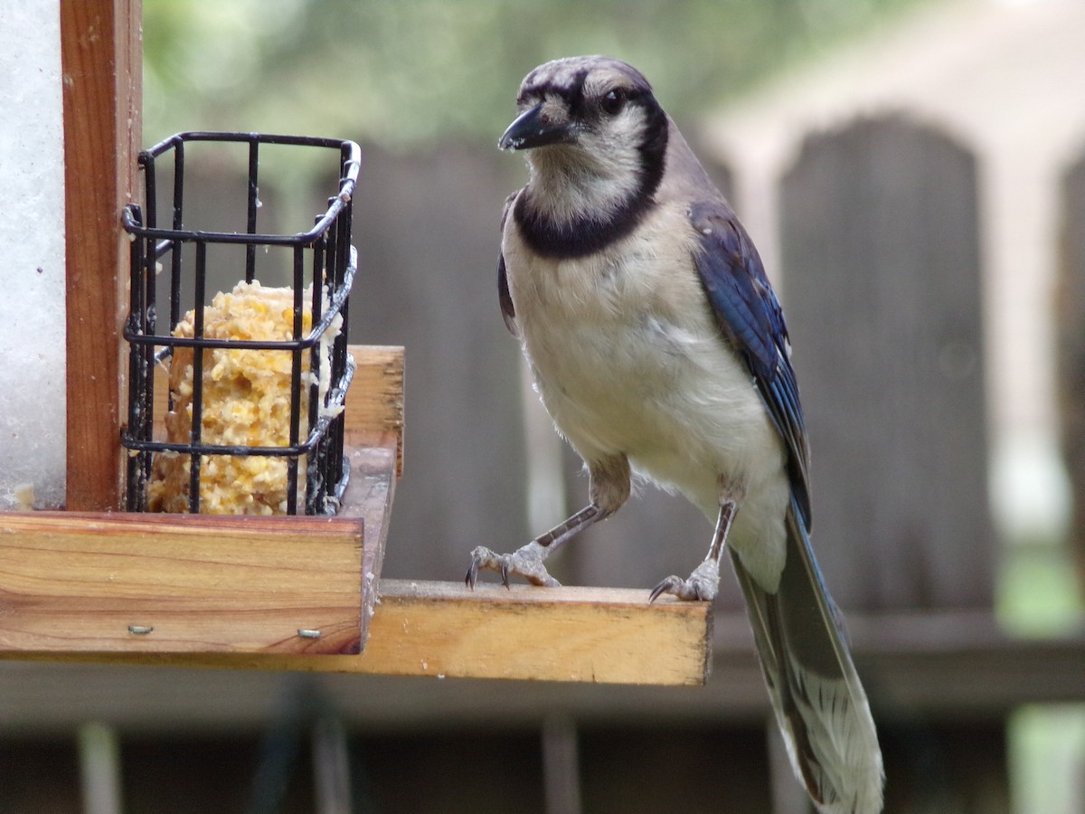 Blue Jay - ML638947519