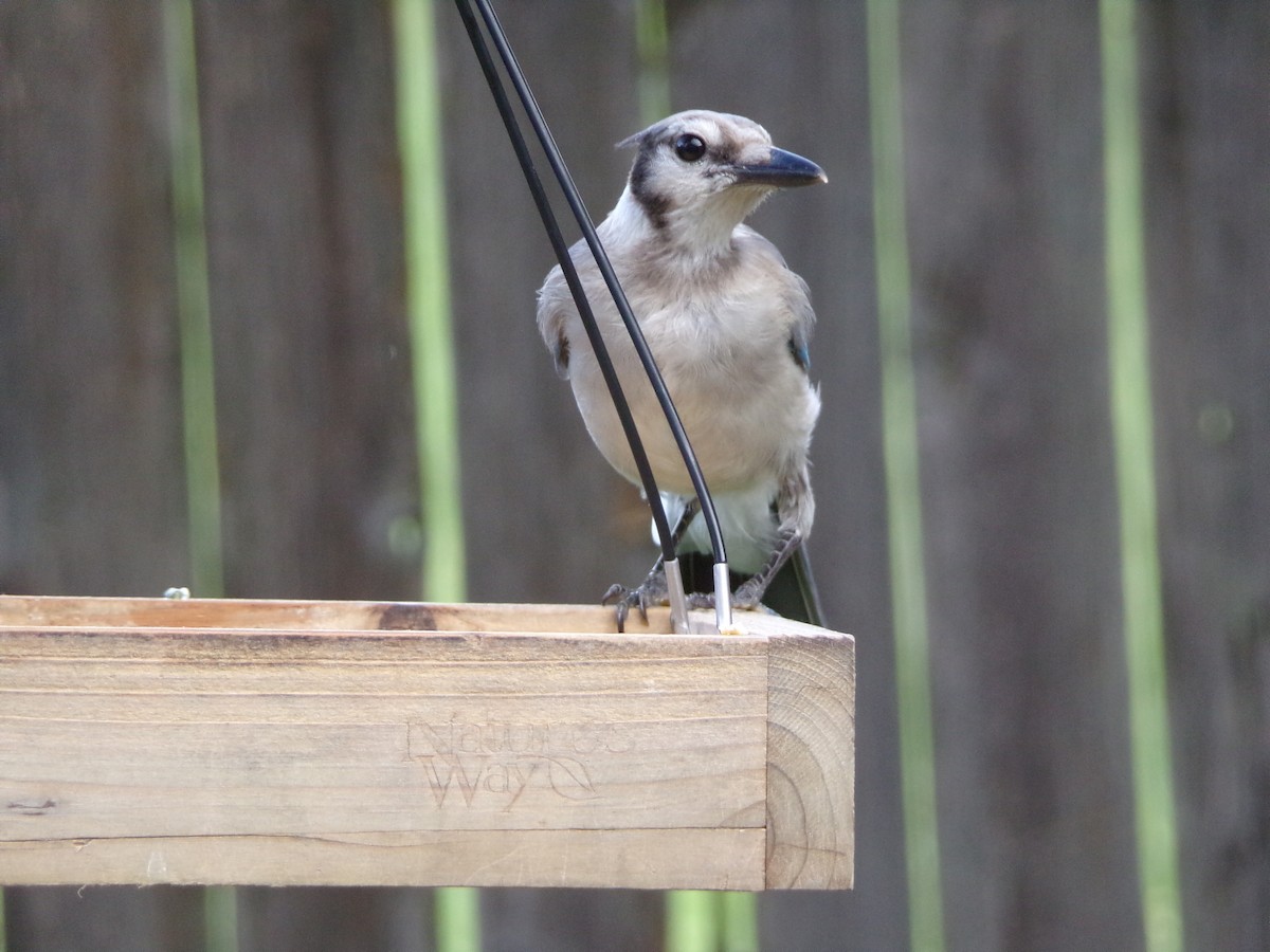 Blue Jay - ML638947520