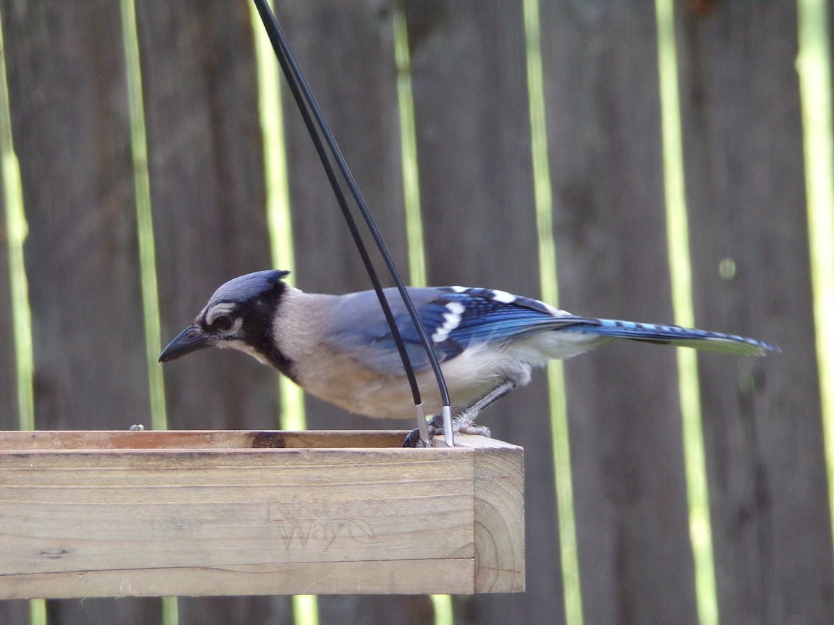 Blue Jay - ML638947522