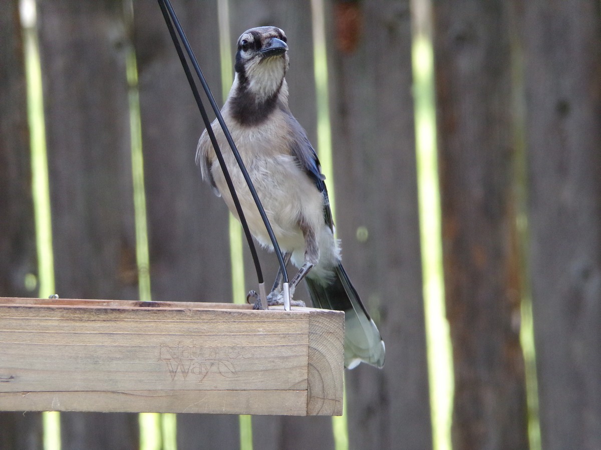 Blue Jay - ML638947523