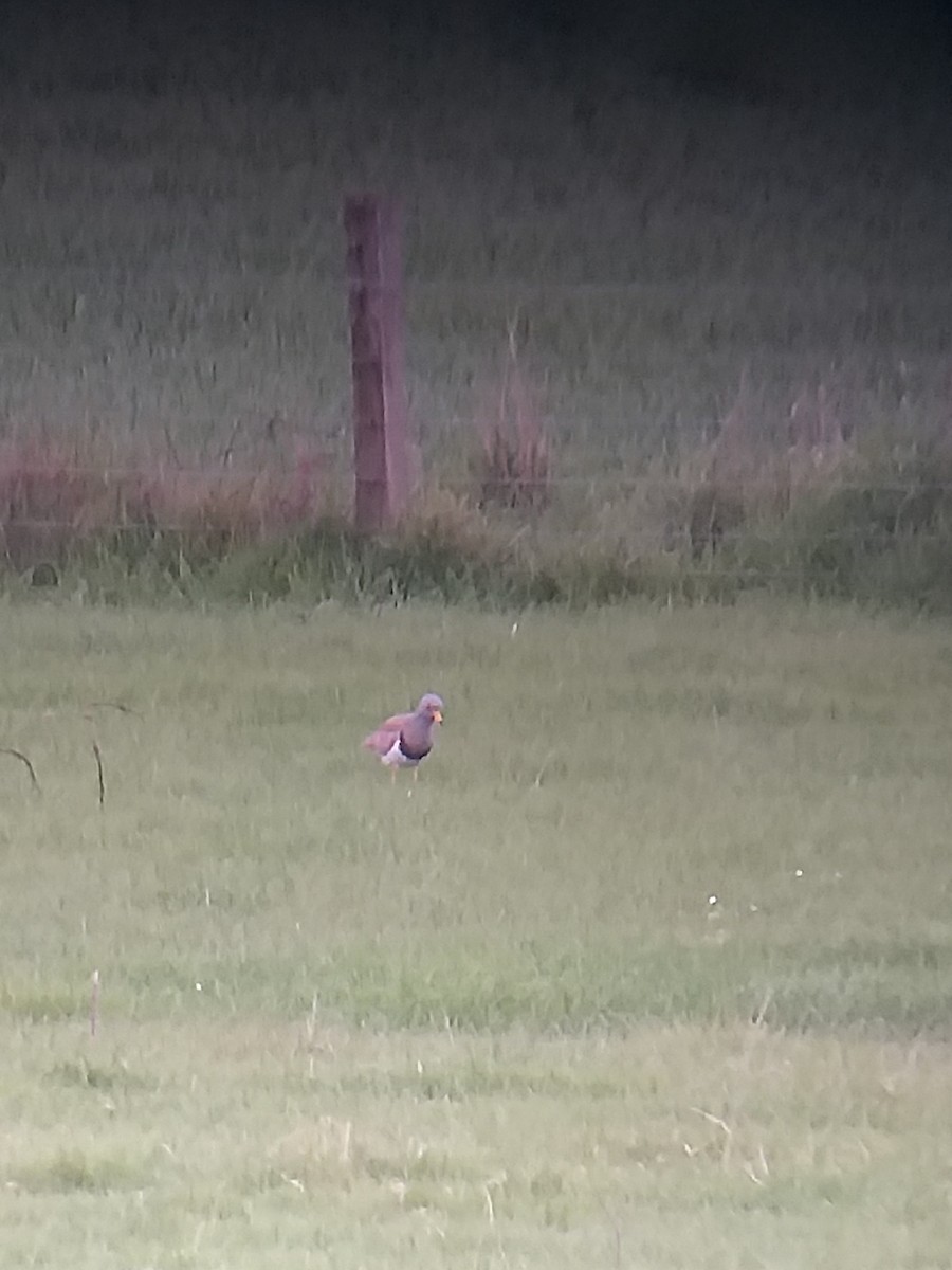 Gray-headed Lapwing - ML638947528