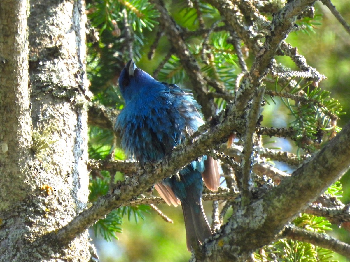 Indigo Bunting - ML638947530