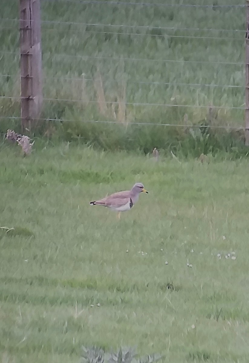 Gray-headed Lapwing - ML638947531