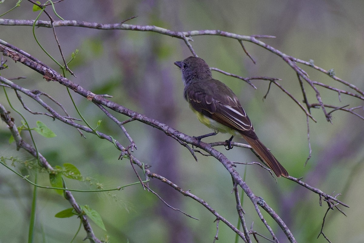 Great Crested Flycatcher - ML638947534