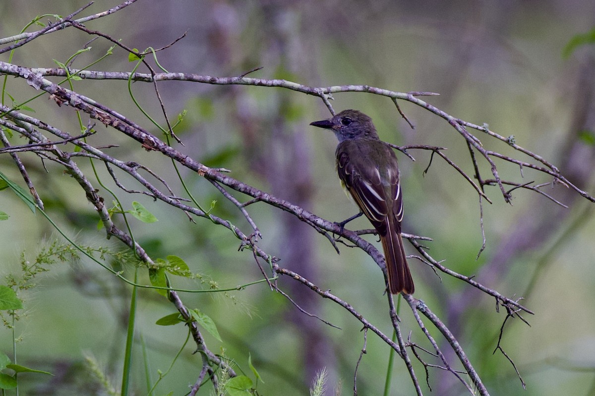 Great Crested Flycatcher - ML638947535