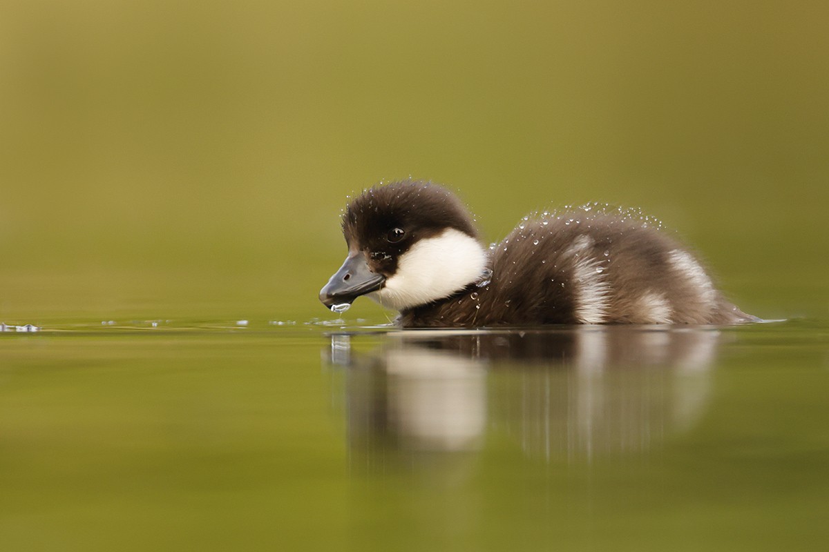 hohol severní - ML638947540