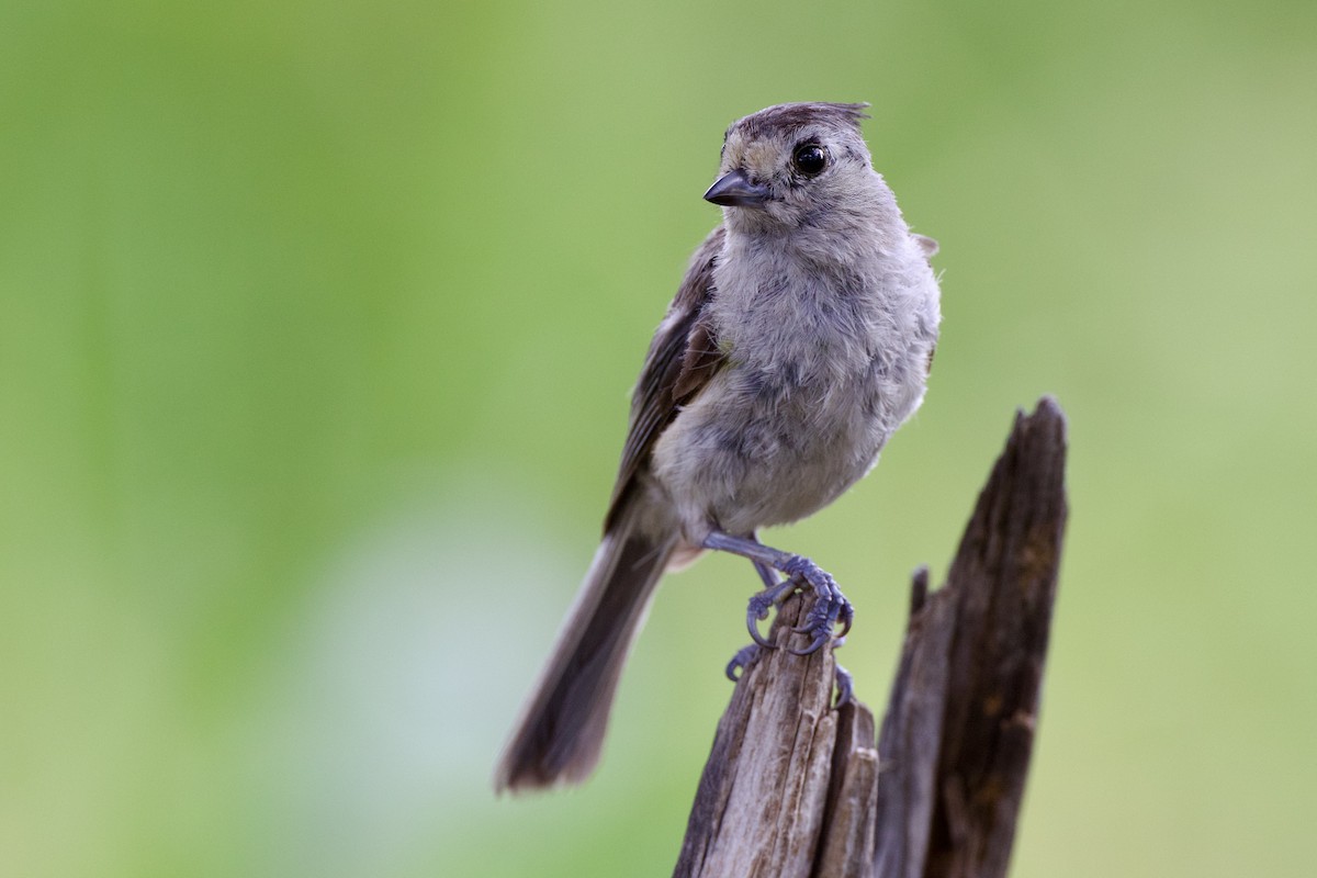 Black-crested Titmouse - ML638947549