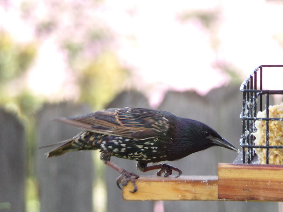 European Starling - ML638947552