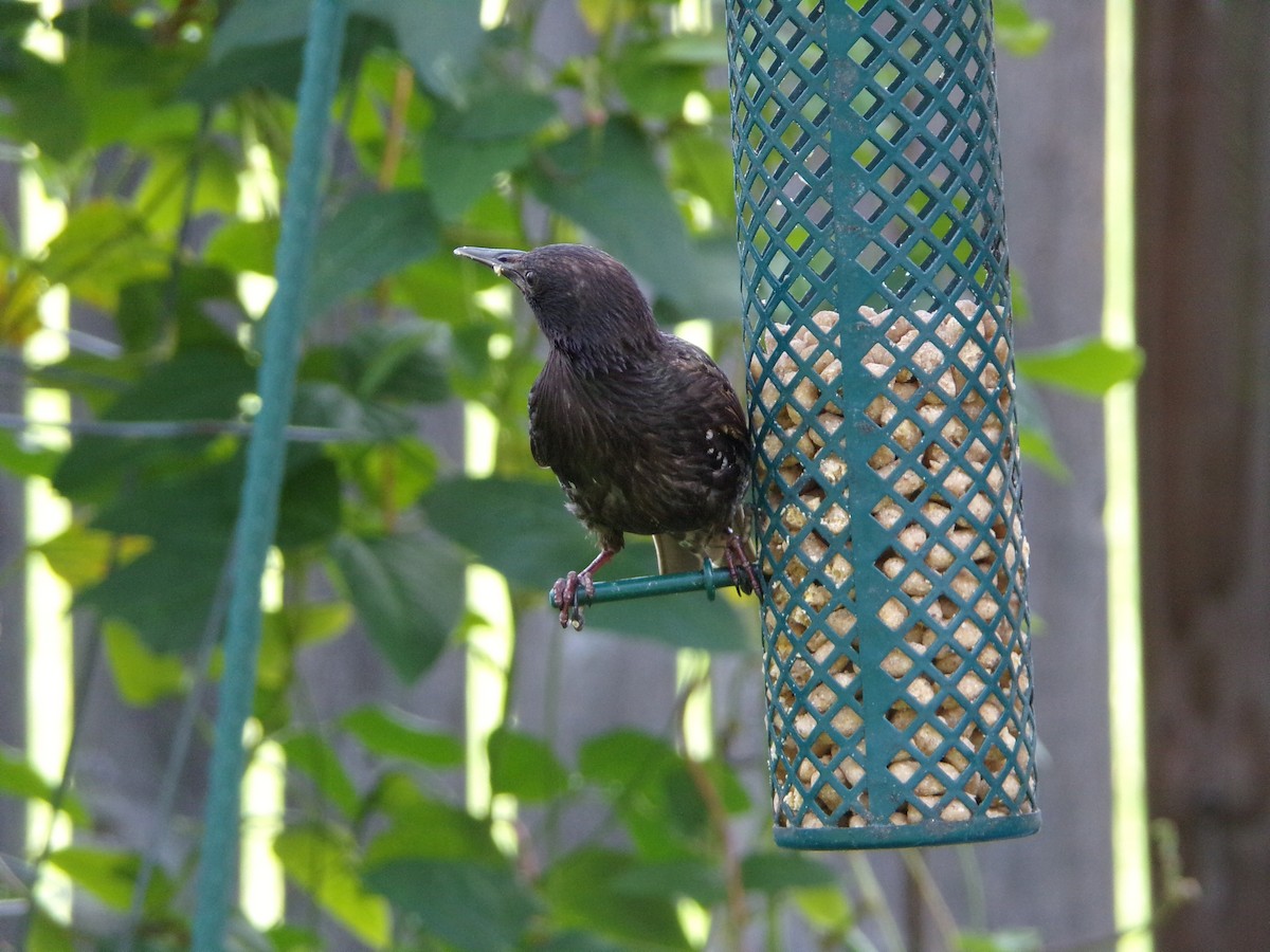 European Starling - ML638947553