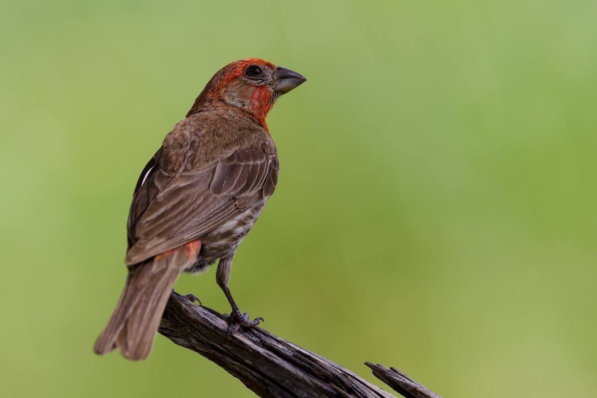 House Finch - ML638947561