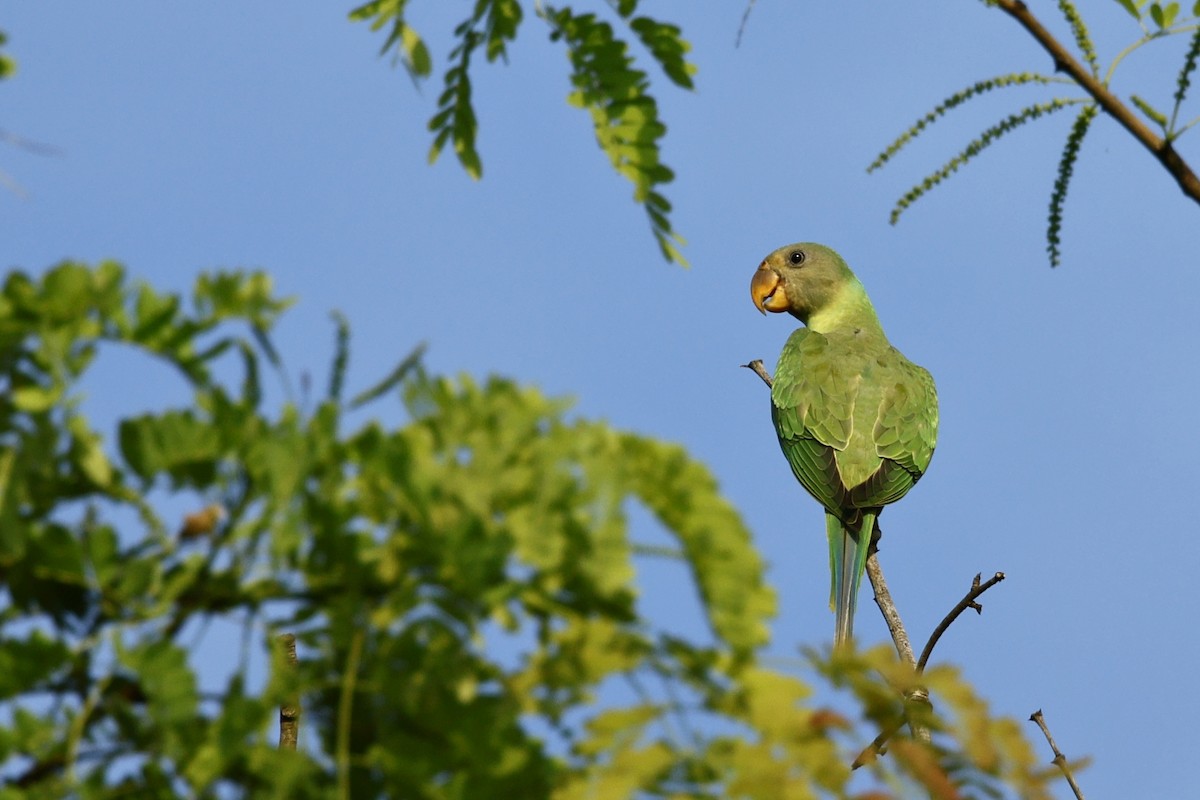 Gray-headed Parakeet - ML638947569