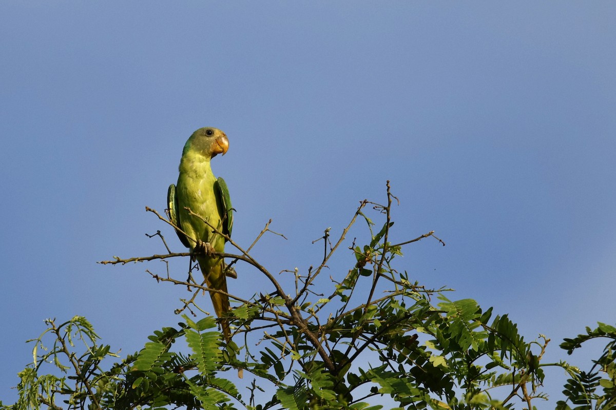 Gray-headed Parakeet - ML638947570