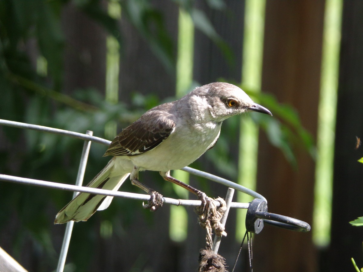 Northern Mockingbird - ML638947571