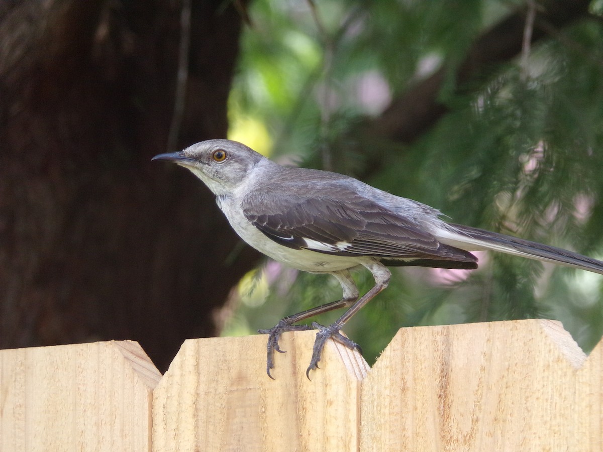 Northern Mockingbird - ML638947575