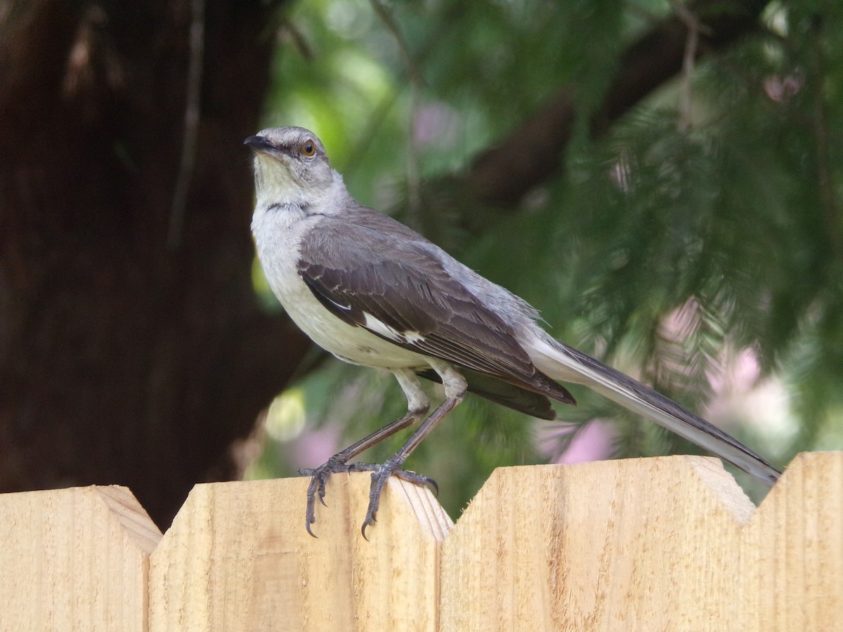 Northern Mockingbird - ML638947576