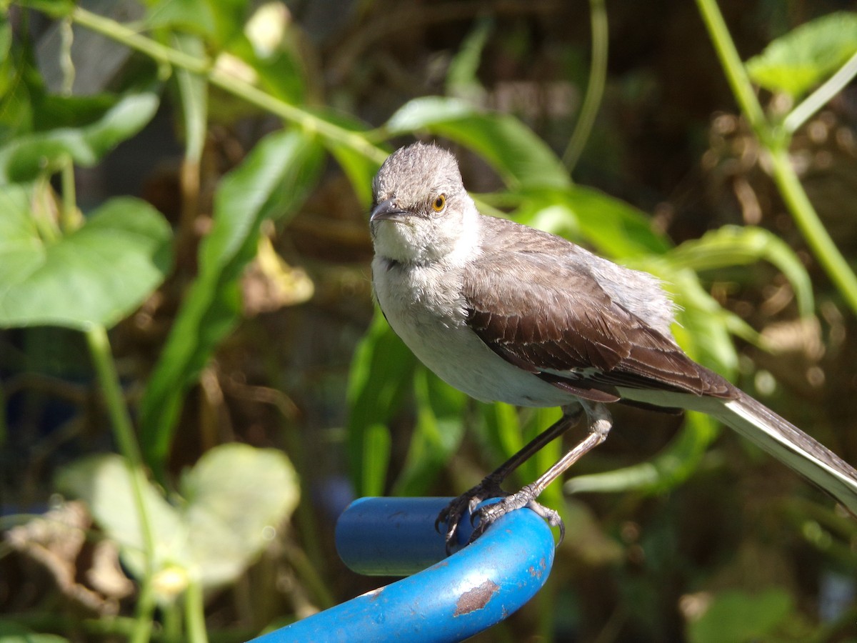 Northern Mockingbird - ML638947578