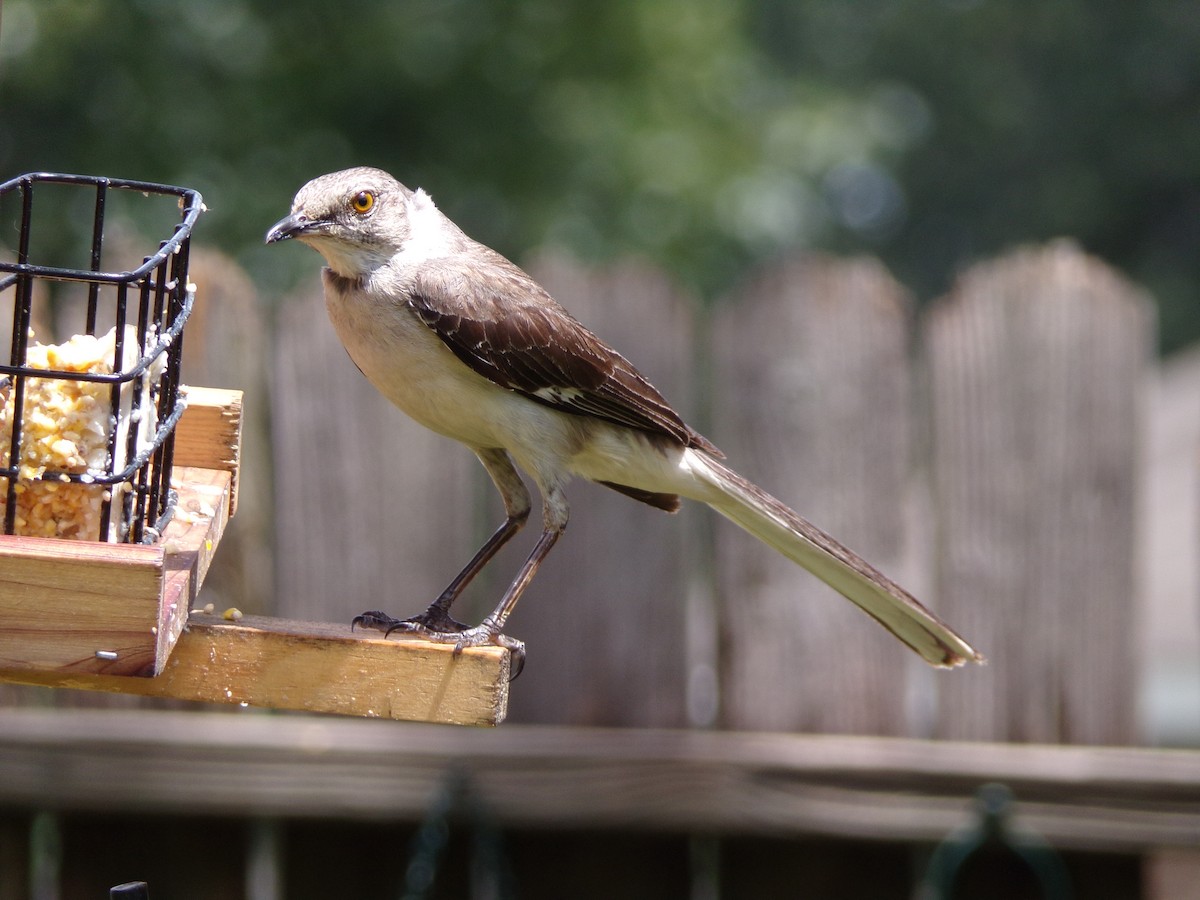 Northern Mockingbird - ML638947579