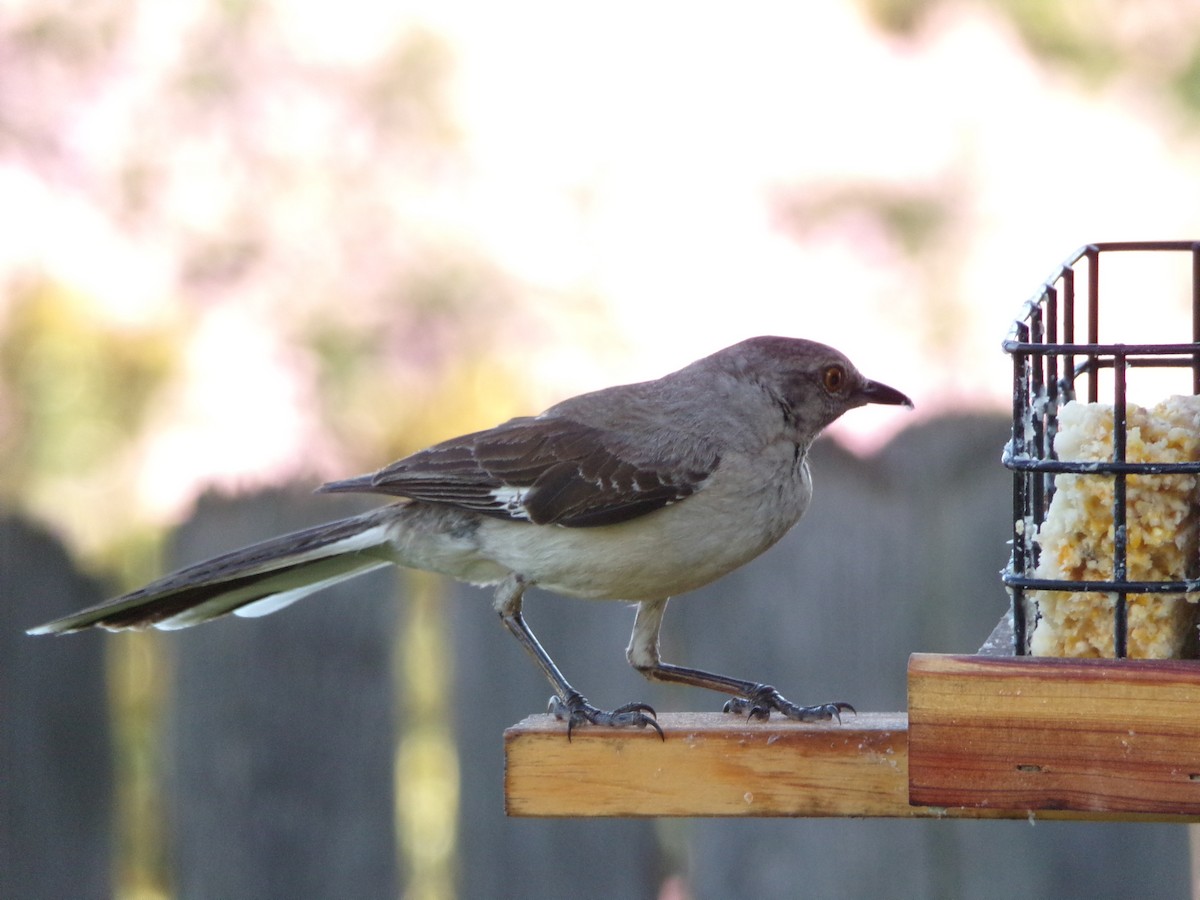 Northern Mockingbird - ML638947581