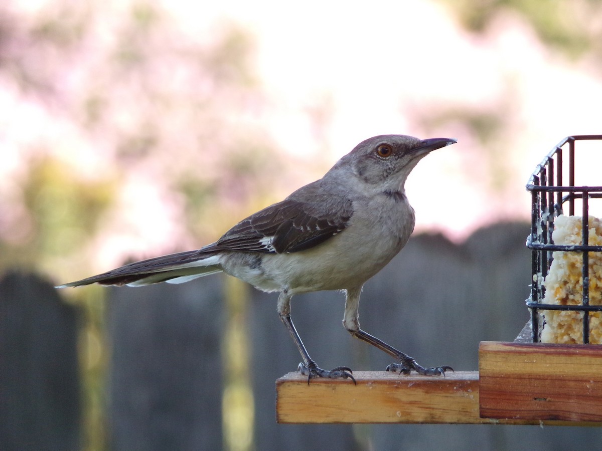 Northern Mockingbird - ML638947582