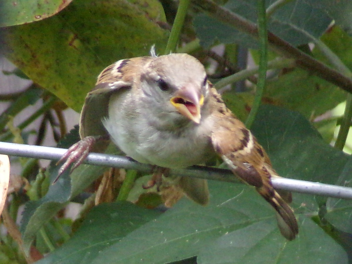 家麻雀 - ML638947606