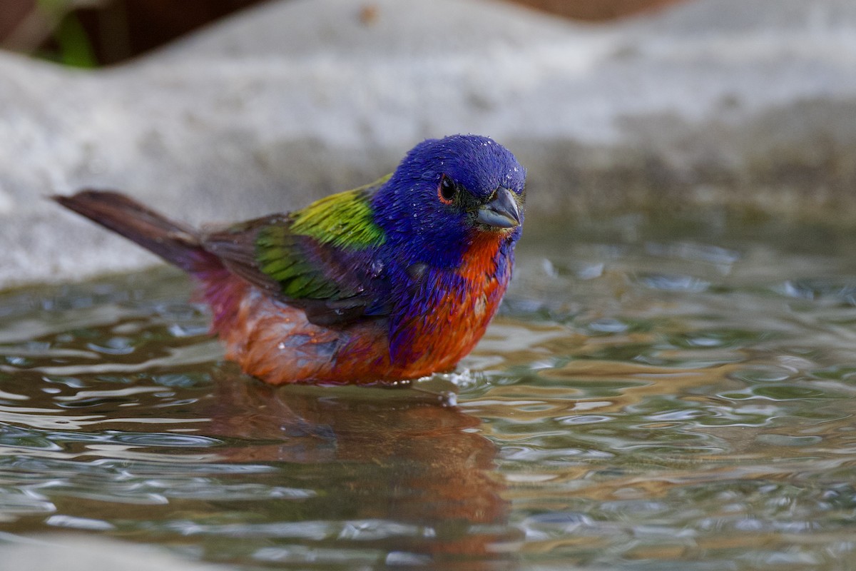 Painted Bunting - ML638947611