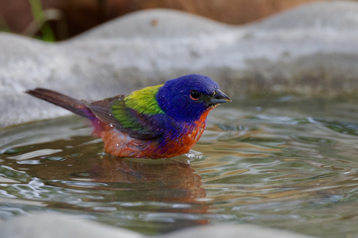 Painted Bunting - ML638947612