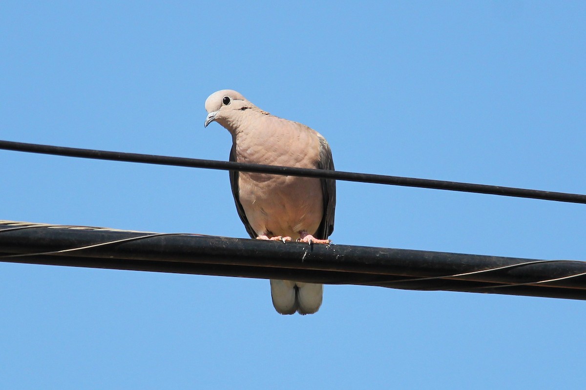 Eared Dove - ML638947617