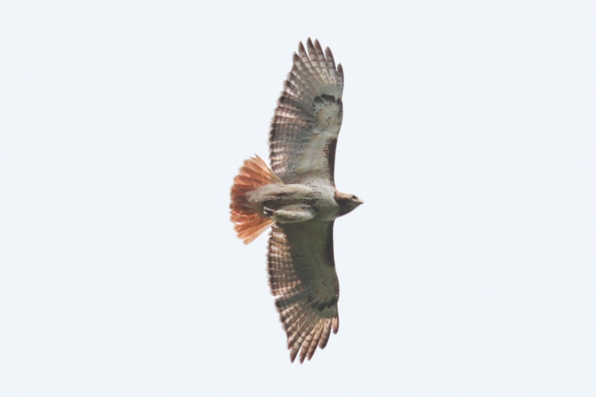 Red-tailed Hawk - ML638947619