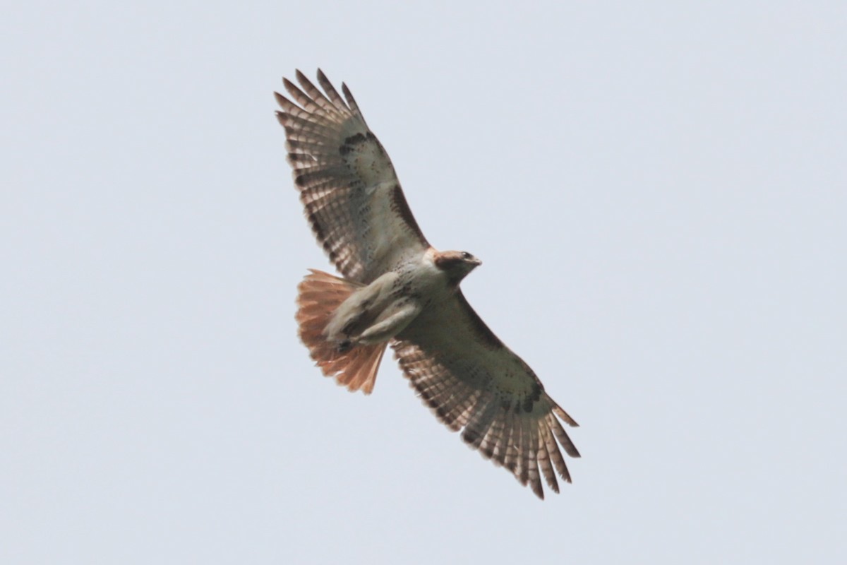 Red-tailed Hawk - ML638947620