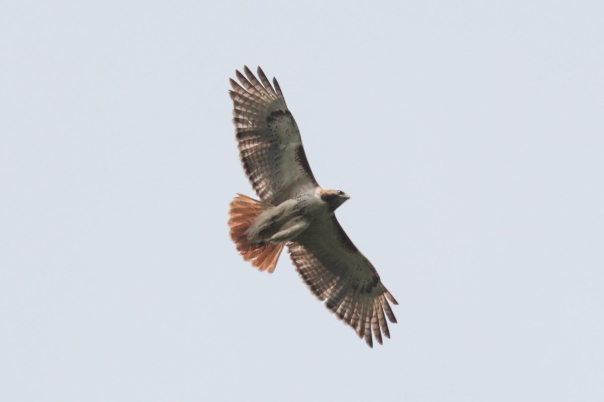 Red-tailed Hawk - ML638947623