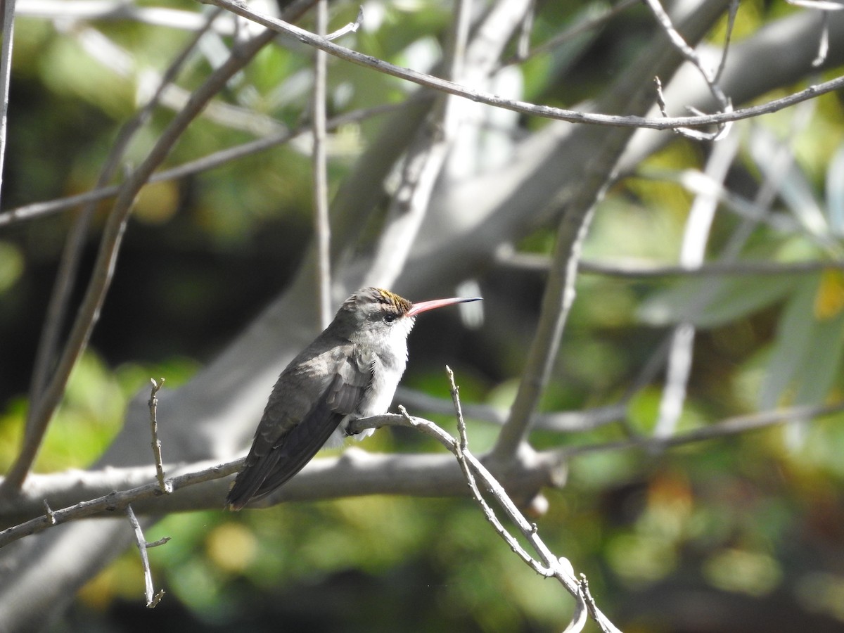 Violet-crowned Hummingbird - ML638947639