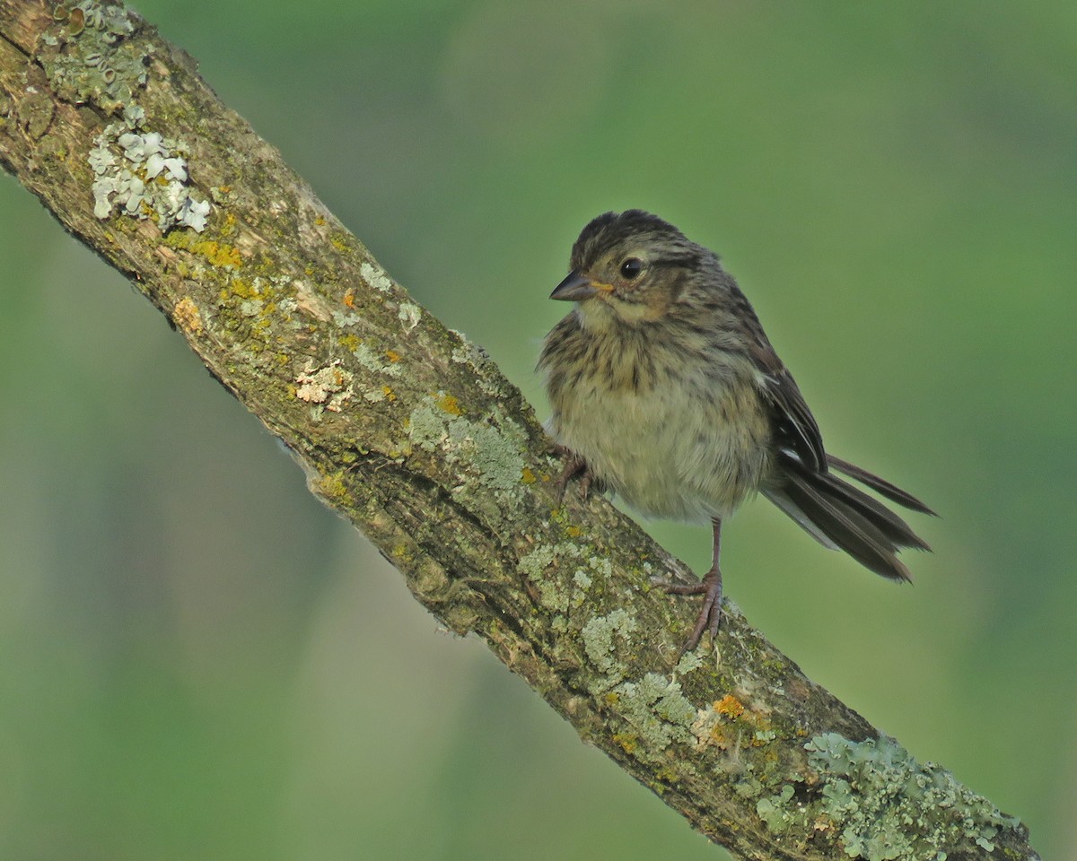 Swamp Sparrow - ML638947647