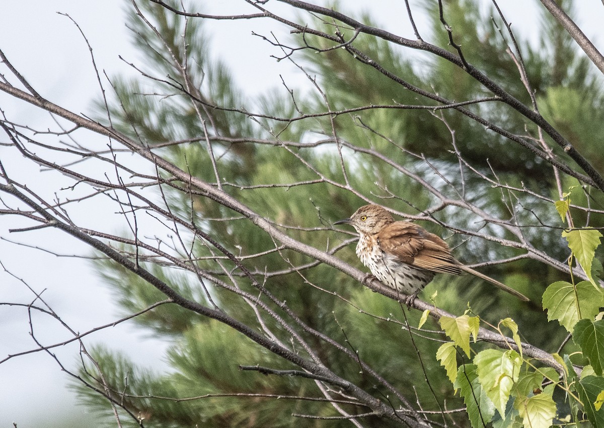 Brown Thrasher - ML638947651