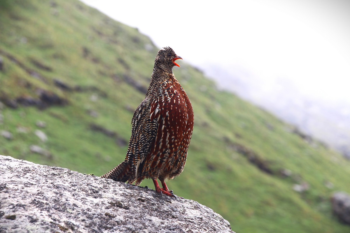 Snow Partridge - ML638947657