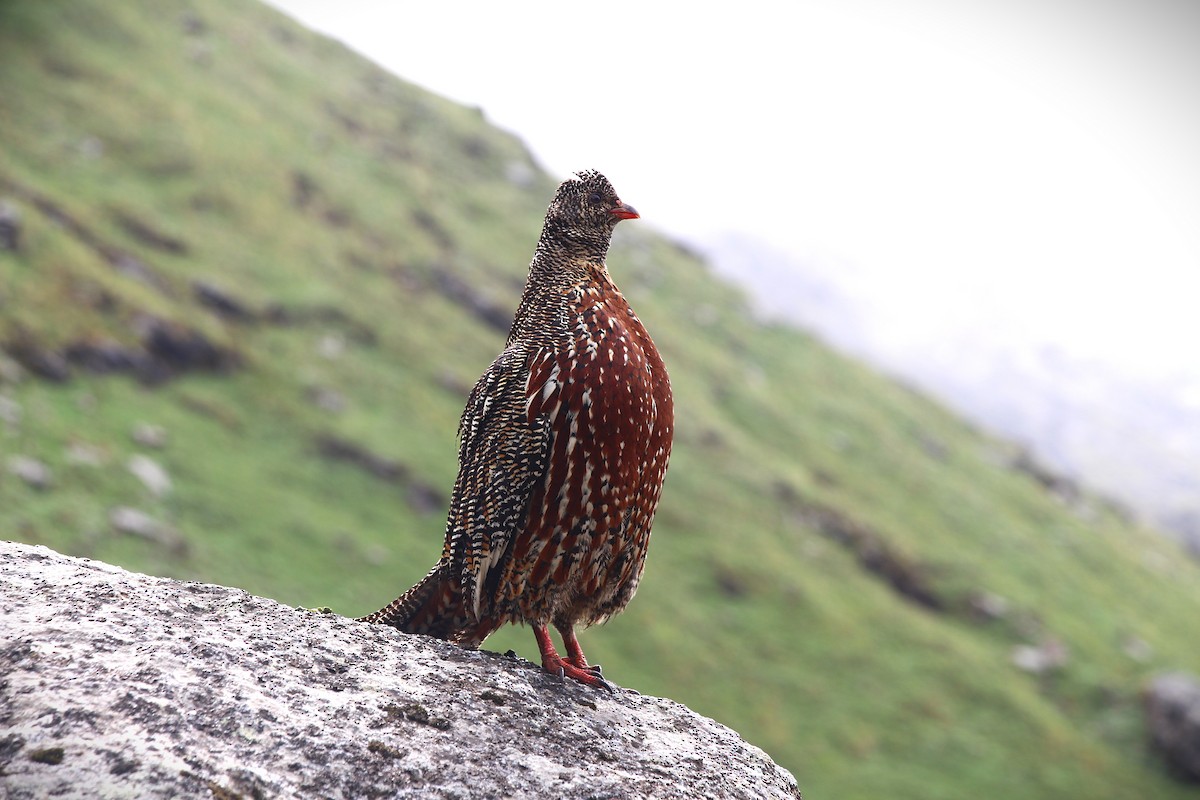 Snow Partridge - ML638947659