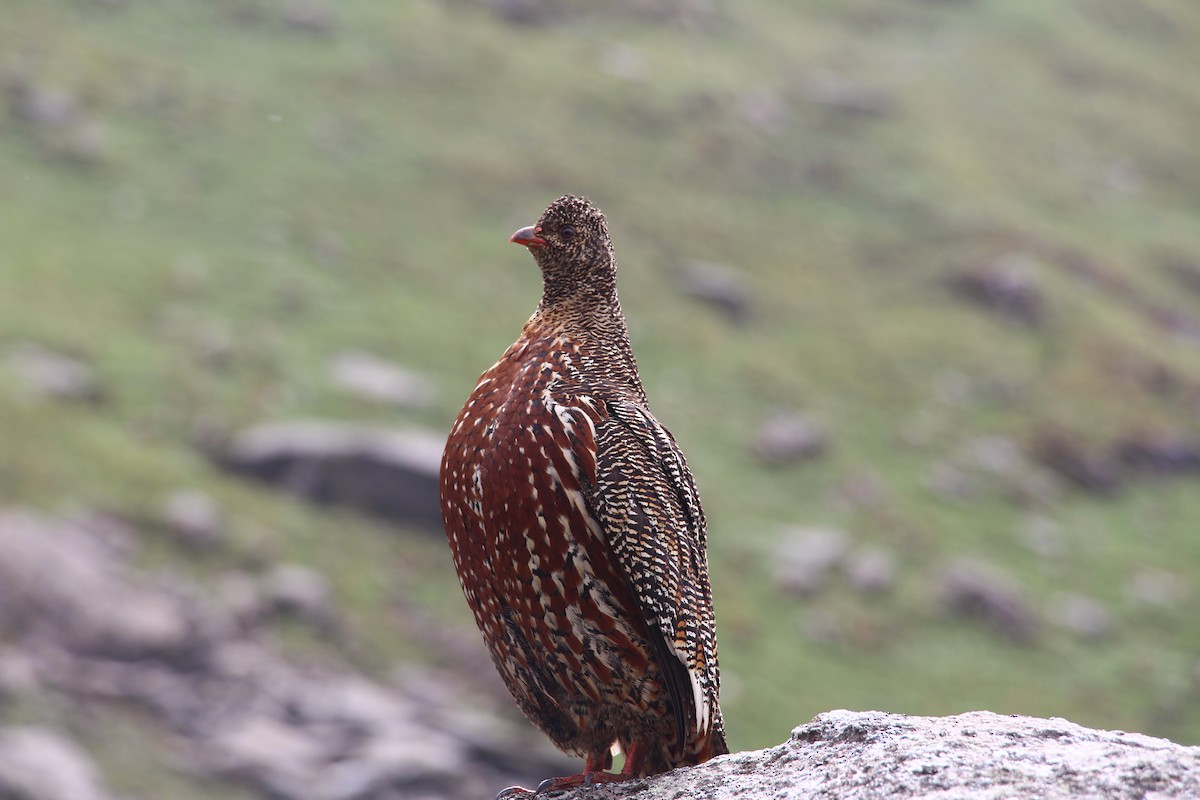 Snow Partridge - ML638947660