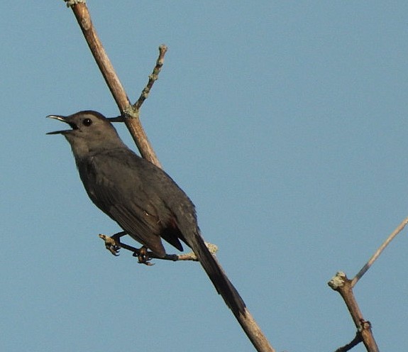 Gri Kedikuşu - ML638947714