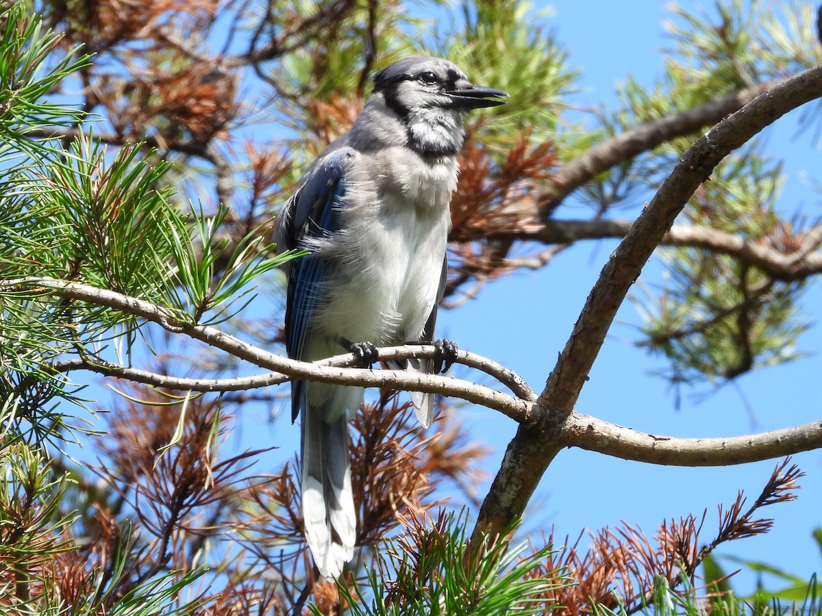 Blue Jay - ML638947754