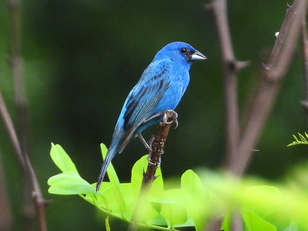 Indigo Bunting - ML638947789