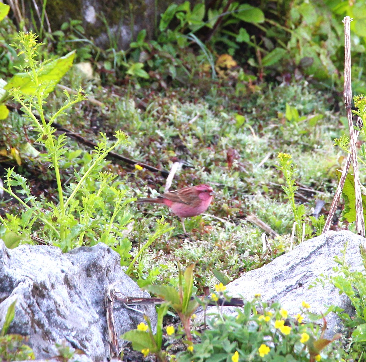 Pink-browed Rosefinch - ML638947795